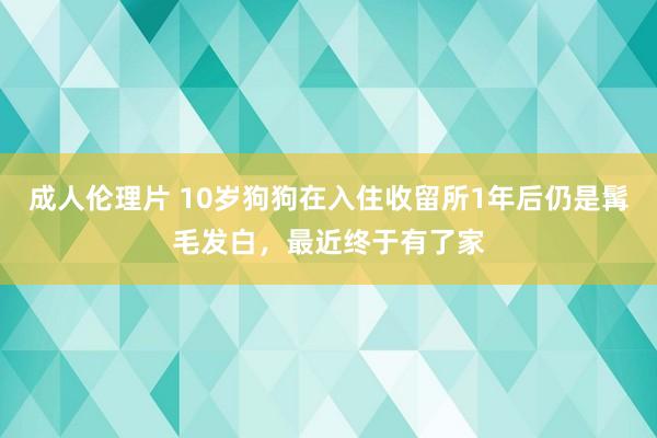 成人伦理片 10岁狗狗在入住收留所1年后仍是髯毛发白，最近终于有了家